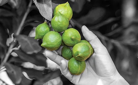 Hand-Harvested Green Macadamia